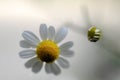 Small chamomile flowers