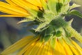 Close up smooth blur, background and sideview of double headed yellow sunflower hairy bracts or hairy stalk.