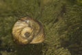 Snail shell and green algae Royalty Free Stock Photo