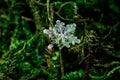 Macrophotography of snowflakes on green moss