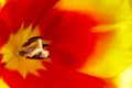 Macrophotography of soft tender tulip flower pistils and stamens, close up photo of tulip bud, red and yellow petals. Royalty Free Stock Photo