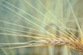 Macrophotography of a spikelet of wheat in a field.