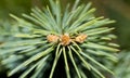 Macrophotography of spruce needles and tiny pine cones