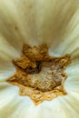 Macrophotography of squash. Vegetable surface texture. Food Photography Royalty Free Stock Photo