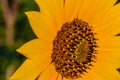 Macrophotography of Sunflowers, Disc and ray florets of Helianthus flowering plant Royalty Free Stock Photo