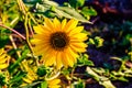 Macrophotography of Sunflowers, whole Helianthus flowering plant Royalty Free Stock Photo