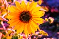 Macrophotography of Sunflowers, whole Helianthus flowering plant Royalty Free Stock Photo