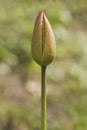 Spring tulip bud with water droplets Royalty Free Stock Photo