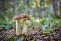 Macrophotography Of Two Boletus Mushrooms Growing Together In The Wild Forest