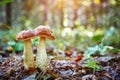 Macrophotography of two boletus mushrooms growing together in the wild forest Royalty Free Stock Photo