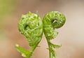 Fern fiddleheads back to back Royalty Free Stock Photo