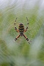 Wasp spider in its web Royalty Free Stock Photo