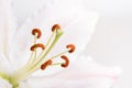 Macrophotography of a white-pink lily in a high key Royalty Free Stock Photo