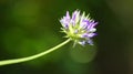 Macrophotography of a wild flower (Bituminaria bituminosa) Royalty Free Stock Photo