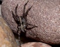 Wolf spider on rock Royalty Free Stock Photo