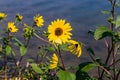 Yellow flower with yellow bug and butterfly, Sunflower with yellow butterfly and cucumber beetle Royalty Free Stock Photo