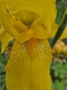 macrophotography of a yellow lily (Iris pseudacorus Royalty Free Stock Photo