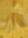 macrophotography of a yellow lily (Iris pseudacorus Royalty Free Stock Photo