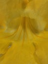 macrophotography of a yellow lily (Iris pseudacorus Royalty Free Stock Photo