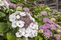 Macrophylla Hydrangea lace cap violet flowers close-up. Royalty Free Stock Photo