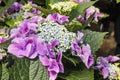 Macrophylla Hydrangea Teller Blue flowers close-up. Royalty Free Stock Photo