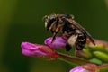 Macropis europaea Bee Royalty Free Stock Photo