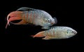 Macropodus opercularis - Paradise fish, Forktail fightingfish