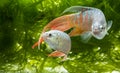 Macropodus opercularis - Paradise fish, Forktail fightingfish