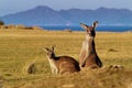 Macropus giganteus - Eastern Grey Kangaroo Royalty Free Stock Photo