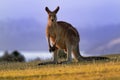 Macropus giganteus - Eastern Grey Kangaroo Royalty Free Stock Photo