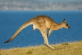 Macropus giganteus - Eastern Grey Kangaroo marsupial found in eastern third of Australia, also known as the great grey kangaroo