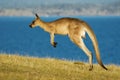 Macropus giganteus - Eastern Grey Kangaroo marsupial found in eastern third of Australia, also known as the great grey kangaroo