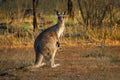 Macropus giganteus - Eastern Grey Kangaroo marsupial found in eastern third of Australia, also known as the great grey kangaroo