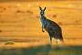 Macropus giganteus - Eastern Grey Kangaroo Royalty Free Stock Photo