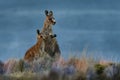 Macropus giganteus - Eastern Grey Kangaroo in Tasmania in Australia Royalty Free Stock Photo