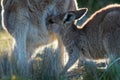 Macropus giganteus - Eastern Grey Kangaroo in Tasmania in Australia, Maria Island, Tasmania, standing with the breast feeding youn Royalty Free Stock Photo