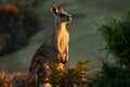 Macropus giganteus - Eastern Grey Kangaroo in Tasmania in Australia, Maria Island, Tasmania, standing on the meadow in the evening Royalty Free Stock Photo