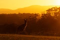 Macropus giganteus - Eastern Grey Kangaroo in Tasmania in Australia, Maria Island, Tasmania, standing on the meadow in the evening Royalty Free Stock Photo