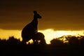 Macropus giganteus - Eastern Grey Kangaroo in Tasmania in Australia, Maria Island, Tasmania, standing with the youngster on the me Royalty Free Stock Photo