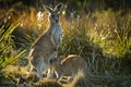 Macropus giganteus - Eastern Grey Kangaroo in Tasmania in Australia, Maria Island, Tasmania, standing with the breast feeding Royalty Free Stock Photo