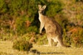 Macropus giganteus - Eastern Grey Kangaroo in Tasmania in Australia, Maria Island, Tasmania, standing on the meadow in the evening Royalty Free Stock Photo