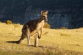 Macropus giganteus - Eastern Grey Kangaroo in Tasmania in Australia, Maria Island, Tasmania, standing on the meadow in the evening Royalty Free Stock Photo