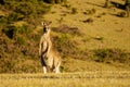 Macropus giganteus - Eastern Grey Kangaroo in Tasmania in Australia, Maria Island, Tasmania, standing on the meadow in the evening Royalty Free Stock Photo