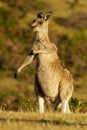 Macropus giganteus - Eastern Grey Kangaroo in Tasmania in Australia, Maria Island, Tasmania, standing on the meadow in the evening Royalty Free Stock Photo