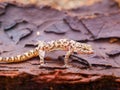 Macros shot of a Mediterranean house gecko (Hemidactylus turcicus) lizard on a rock