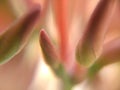 Macroscopic close-up of ixoroideae blossom