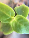 Macroscopic close-up on Tiny green plant Royalty Free Stock Photo