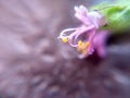 Close-up of a pink tulsi flower