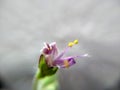 Macroscopic close-up of a tulsi flower focused and blurry effected background
