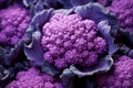 Macroscopic Closeup photo of purple cauliflower. Generate ai